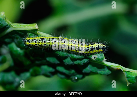 Schmetterling groß weiß Caterpillar L. Pieris brassicae Stockfoto