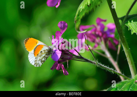 Männlich, kippte Orange Schmetterling Fütterung auf eine ehrliche lila Blume Stockfoto