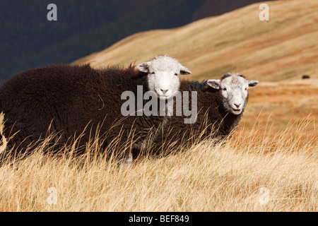 Young Herdwick Schafe auf den Lake District Fjälls, Cumbria, UK. Stockfoto