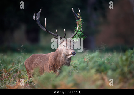 Roter Hirsch, Cervus Elaphus, Hirsch, Richmond, Oktober 2009 Stockfoto
