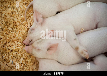 Baby-Schweine im Stift Sandwich zusammen schlafen in einem 4H Display am Evergreen State Fair Monroe Washington State USA Stockfoto