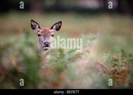 Roter Hirsch, Cervus Elaphus, Hind, Richmond, Oktober 2009 Stockfoto