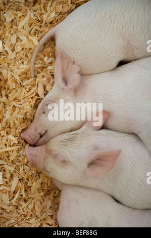 Baby-Schweine im Stift Sandwich zusammen schlafen in einem 4H Display am Evergreen State Fair Monroe Washington State USA Stockfoto