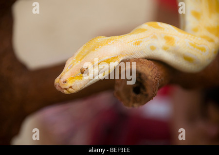 Burmesischen Python ((Python aus Bivittatus) Stockfoto