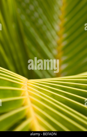 Close-up Muster der Palme Blätter in Guanacaste, Costa Rica. Stockfoto