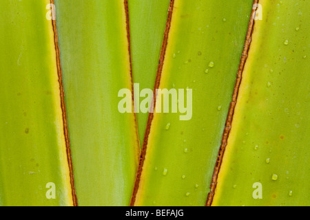 Regentropfen auf Palme in Guanacaste, Halbinsel Nicoya, Costa Rica. Stockfoto