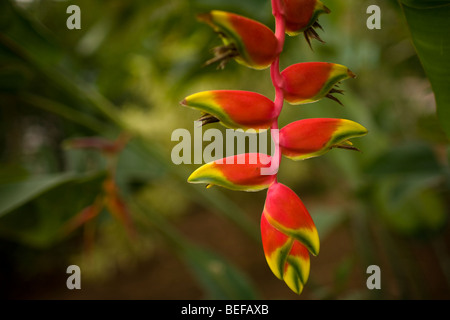 Hanging Lobster Claw Heliconia (Heliconia Rostrata) entlang dem Golf von Papagayo in Guanacaste, Costa Rica Stockfoto