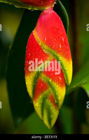 Hanging Lobster Claw Heliconia (Heliconia Rostrata) entlang dem Golf von Papagayo in Guanacaste, Costa Rica Stockfoto