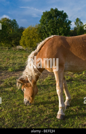 Palomino Pferde weiden auf grasigen Weide, Thüringen, Deutschland Stockfoto