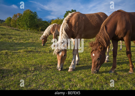 2 Palomino und Kastanien eine Leber Pferde weiden auf grünen Rasen Weide, Deutschland, Thüringen Stockfoto