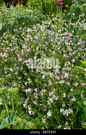 Lychnis Flos-Cuculi und Lychnis Flos-Cuculi Alba - Pink und weiß Ragged Robin in Holbrook Garten, Devon Stockfoto