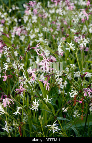 Lychnis Flos-Cuculi und Lychnis Flos-Cuculi Alba - Pink und weiß Ragged Robin in Holbrook Garten, Devon Stockfoto