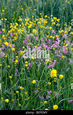 Ranunculus Acrs und Lychnis Flos-Cuculi - Wiese Butterblumen und Ragged Robin in Holbrook Garten, Devon Stockfoto