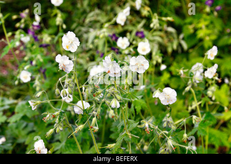 Geranium Phaeum 'Album' Stockfoto