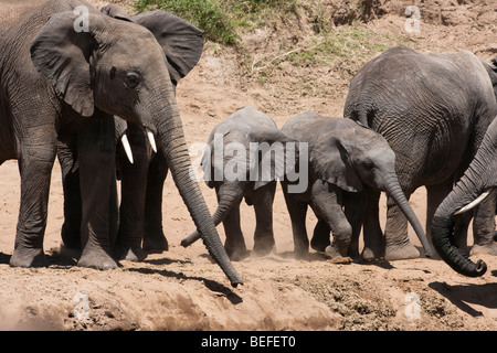 2 winzige aufgeregt verspielten Happy Baby Elefanten Ohren out runnin durch staubige Verschmutzungen Bank, Amtsleitungen, die von Mutter Elefant in der Masai Mara in Kenia beobachten Stockfoto