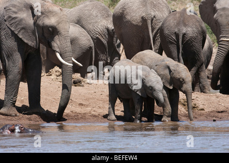 2 süße kleine Baby Elefanten trinken Wasser vom Ufer zusammen, 1 mit trunk im Mund, an den Flüssen Rand, Mom, Herde hinter Masai Mara Stockfoto