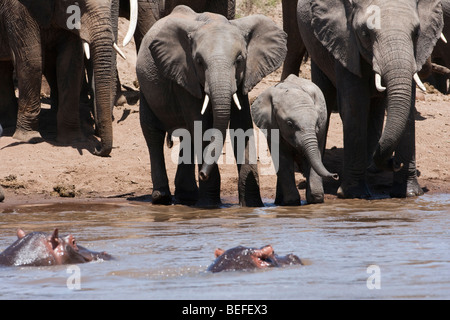 Stehen Sie am Fluss Elefantenherde und Flusspferde, Mutter und Baby Kalb aufgereiht am Flussufer neugierig beobachten 2 versenkt Flusspferde Köpfe aus dem Wasser Stockfoto