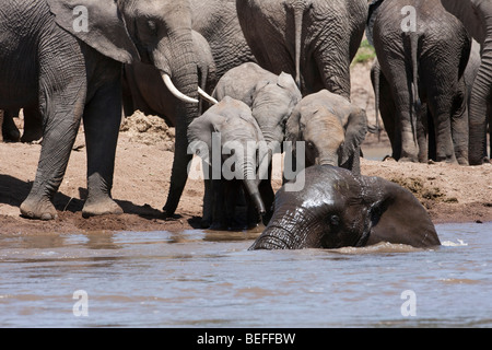 3 cute Funny baby Elefanten Loxodonta Africana spielen gemeinsam am Flussufer beobachten nach Elefanten baden in Wasser Mamma in der Masai Mara Kenia Überwachung Stockfoto