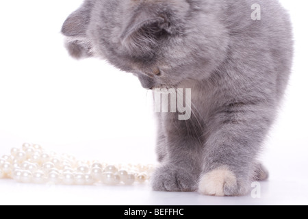 kleine Katze mit Perlen auf weißem Hintergrund Stockfoto