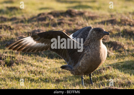 Great Skua anzeigen, Fair-Isle Stockfoto