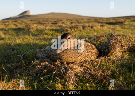 Weiblichen Eiderente Somateria Mollissima am Nest Fair Isle Shetland Stockfoto