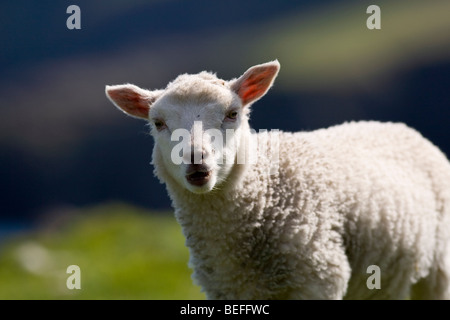 Weißes Lamm im Frühjahr auf Fair Isle Shetland Stockfoto