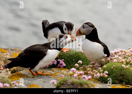 Papageientaucher (Fratercula Arctica) Rechnung Tippen auf Fair Isle, Shetland Stockfoto