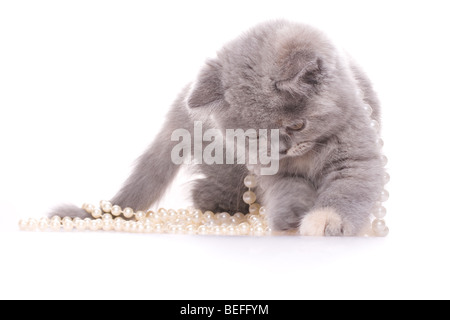 kleine Katze mit Perlen auf weißem Hintergrund Stockfoto