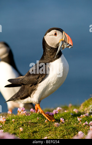 Papageitaucher mit Sandaale auf Fair Isle in Shetland Stockfoto