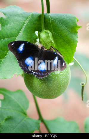 Hypolimnas bolina. Die große Eggfly Schmetterling auf einer passionsblume Obst in der indischen Landschaft. Andhra Pradesh, Indien Stockfoto