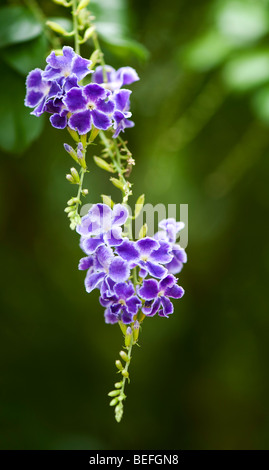 Duranta Erecta. Goldene Tautropfen. Skyflower in der indischen Landschaft Stockfoto
