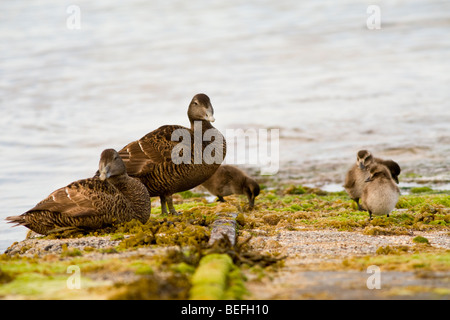 Weibliche Eiderenten mit Entenküken auf Helling Fair Isle Shetland Stockfoto