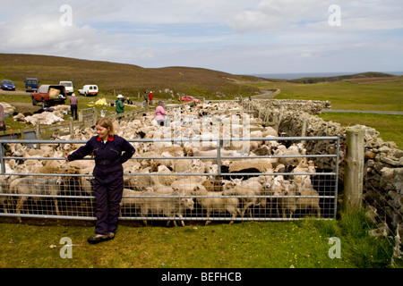 Schafe im Stift, Fair Isle, Shetland Stockfoto