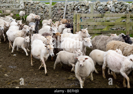 Vom Stift Fair Isle Shetland Schafe Stockfoto