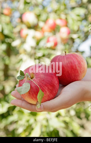 Zeigt Äpfel Stockfoto