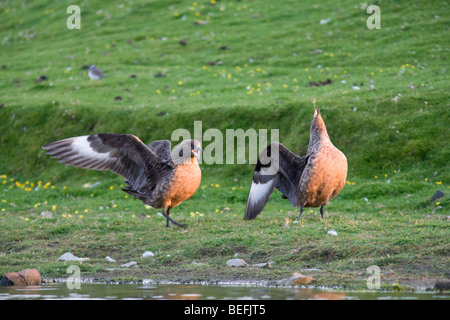 Great Skua Stercorarius Skua Fair Isle Shetland anzeigen Stockfoto