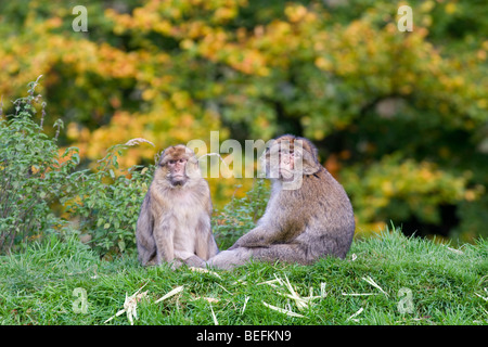 Berberaffen im Affenwald in Trentham, Stoke, UK Stockfoto