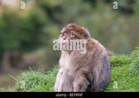 Berberaffe im Affenwald in Trentham, Stoke, UK Stockfoto