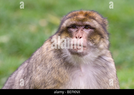 Berberaffe im Affenwald in Trentham, Stoke, UK Stockfoto