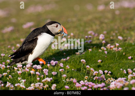 Papageitaucher mit Sandaale auf Fair Isle in Shetland Stockfoto