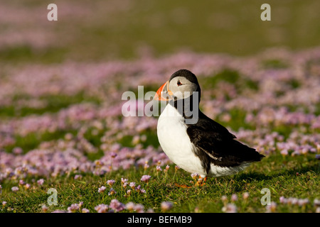 Papageitaucher und Meer Rosa auf Fair Isle in Shetland Stockfoto
