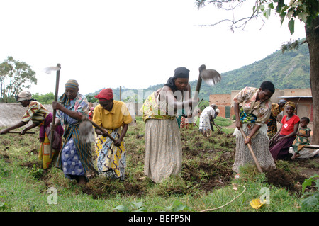 Bakonzo Frauen, die Bearbeitung des Bodens, Ruwenzori-Gebirge, West-Uganda, Afrika Stockfoto
