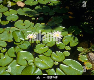 Seerosen im Teich Stockfoto