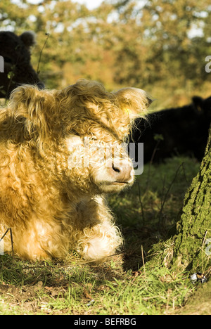 Ein lockiges junge Belted Galloway Kalb ruht unter einem Baum in einem Feld in der Nähe von Cheltenham, England. Stockfoto