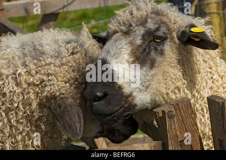 Nahaufnahme von zwei 2 Schafen in der Gargrave Show in der Nähe Skipton North Yorkshire England Vereinigtes Königreich GB Großbritannien Stockfoto