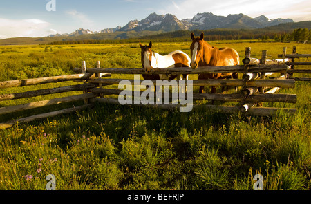 IDAHO, SÄGEZAHN BERGKETTE Pferde über alte Holzzaun mit grünen Weiden und Bergkulisse Stockfoto