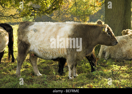 Belted Galloway Kuh mit Kalb Stockfoto