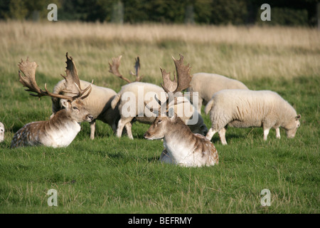 Nachlass von Tatton Park, England. Damwild in Ruhe mit Schafbeweidung im Hintergrund an Tatton Park Gelände. Stockfoto