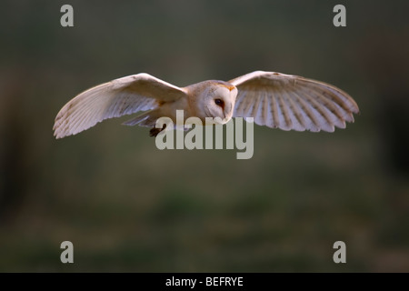 Schleiereule im Flug Jagd über rauhe Flächen Stockfoto