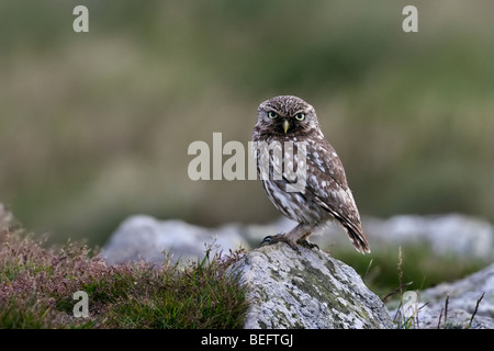 Kleine Eule auf einem Felsen in die Kamera starrt thront. Stockfoto